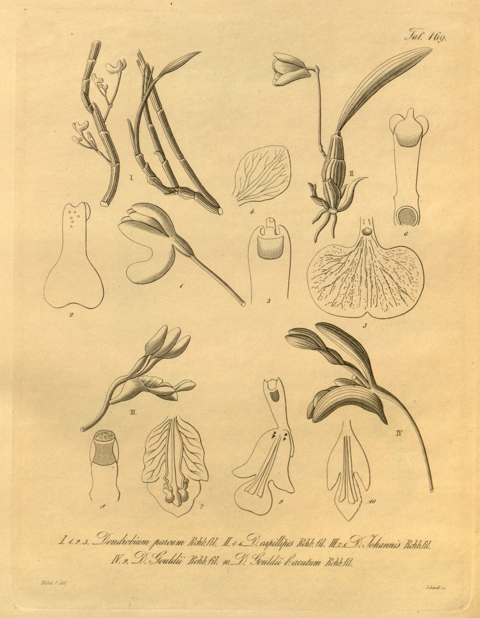 Diese Datei stammt aus der Biodiversity Heritage Library und ist online verfügbar unter biodiversitylibrary.org/page/698365 von Heinrich Gustav Reichenbach