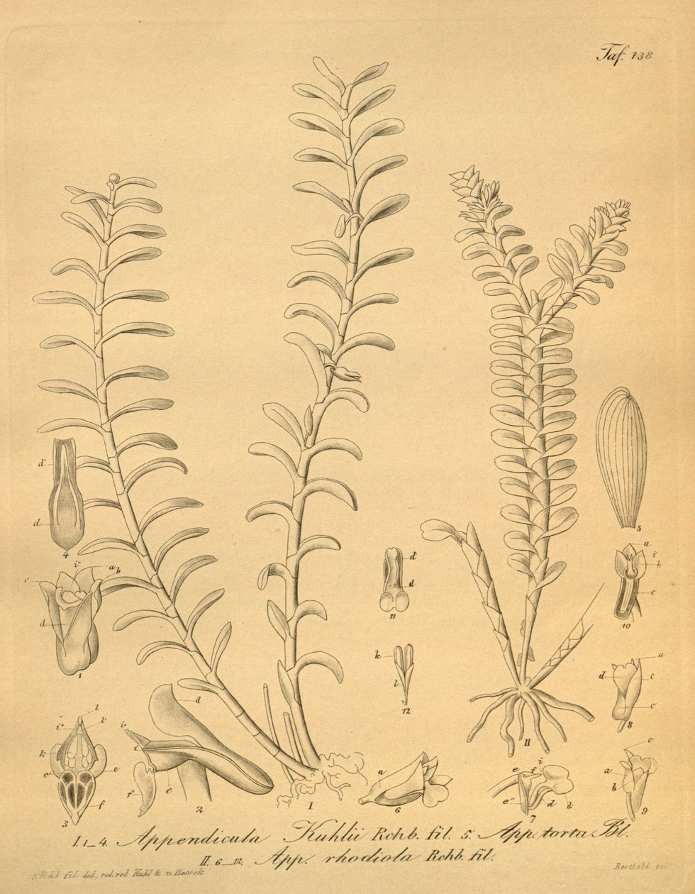 Illustrationen von Appendicula kuhlii von Heinrich Gustav Reichenbach