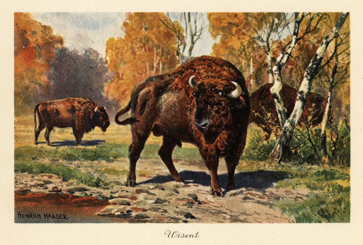 Europäischer Bison oder Wisent in einer Waldlichtung von Heinrich Harder