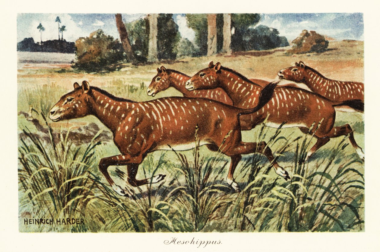 Mesohippus, ausgestorbene Gattung des frühen Pferdes, 1908 (Druck) von Heinrich Harder