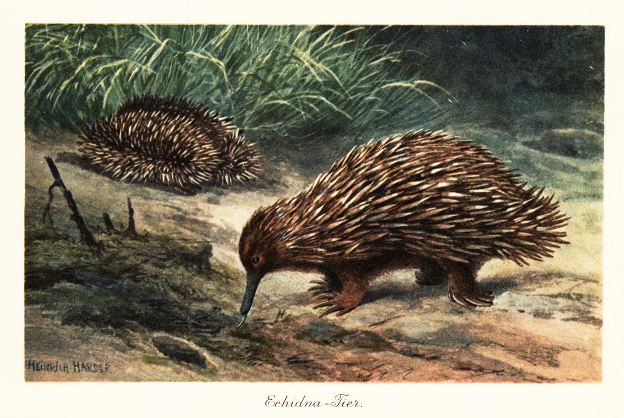Kurzschnabeligel, Tachyglossus aculeatus, auf Nahrungssuche von Heinrich Harder