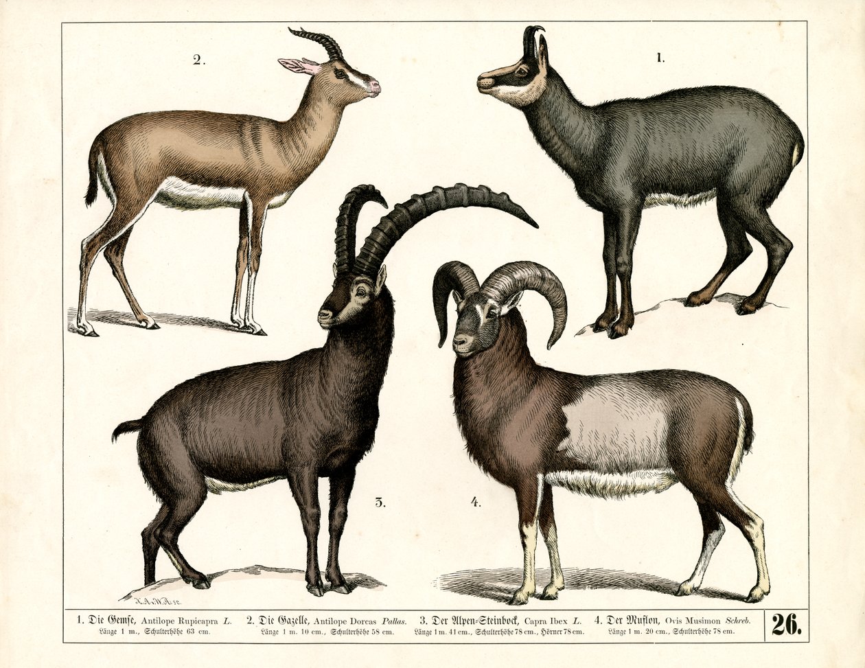 Gämse, Gazelle, Steinbock und Mufflon von Heinrich Leutemann