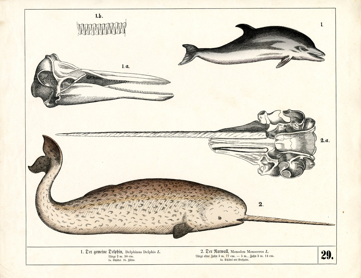 Gemeiner Delfin und Narwal mit anatomischen Details von Heinrich Leutemann