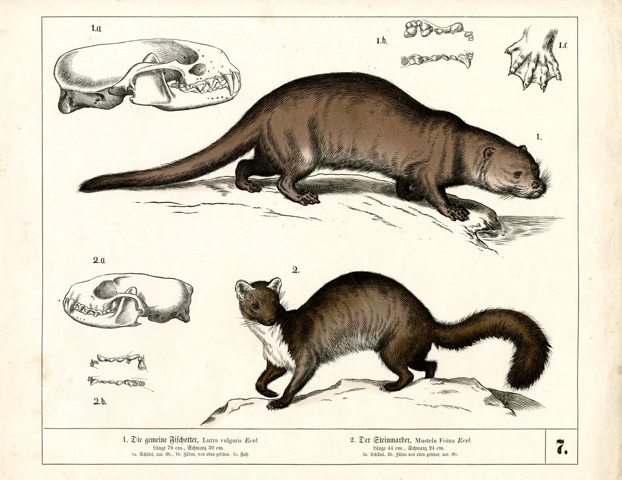Europäischer Fischotter und Steinmarder mit anatomischen Illustrationen von Heinrich Leutemann
