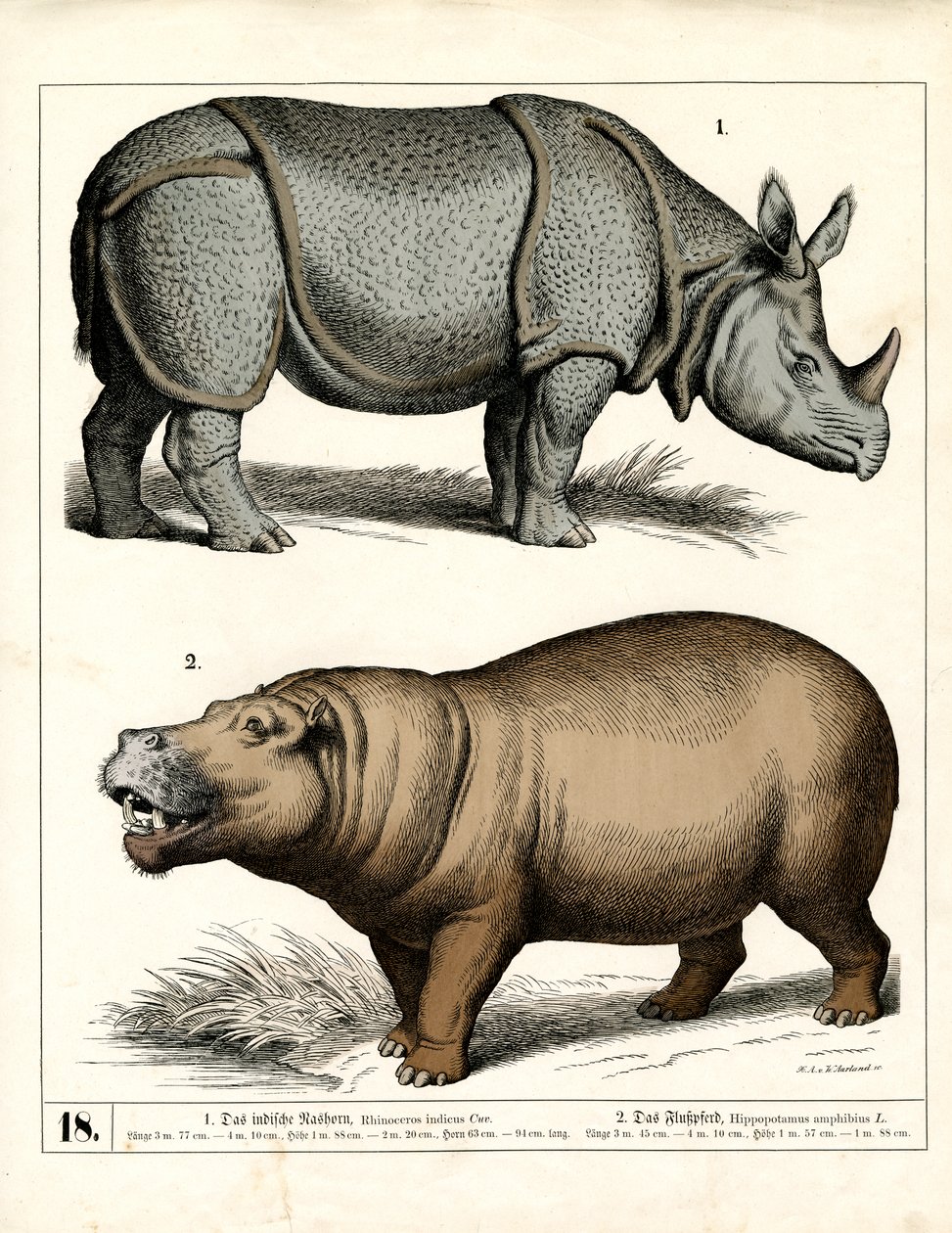 Indisches Nashorn und Flusspferd von Heinrich Leutemann