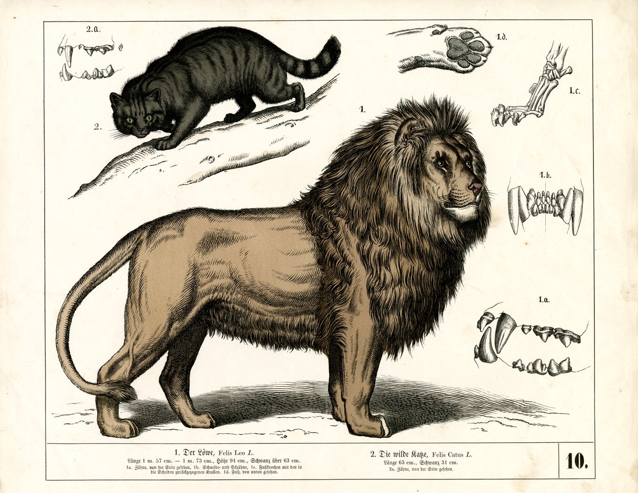 Löwe und Wildkatze mit anatomischen Details von Heinrich Leutemann
