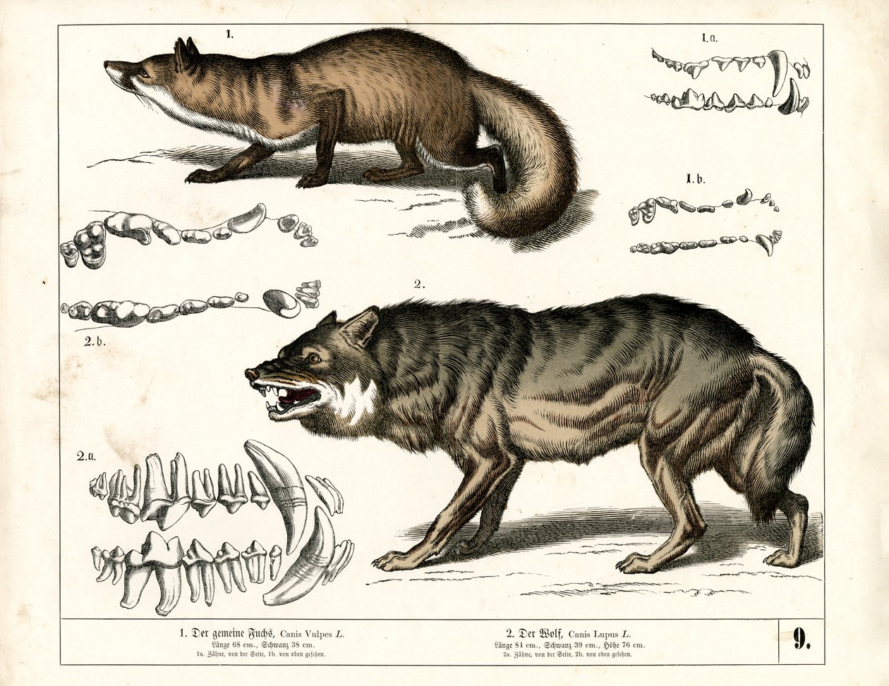Rotfuchs und Wolf mit Zahnrepräsentationen von Heinrich Leutemann