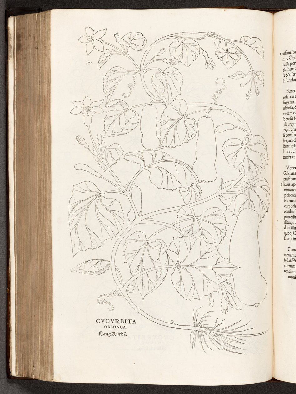 BT3.26.5 S.370 Zucchini, Illustration aus De historia stirpium commentarii insignes von Leonhart Fuchs, 1542 von Heinrich and Meyer, Albert Fullmaurer