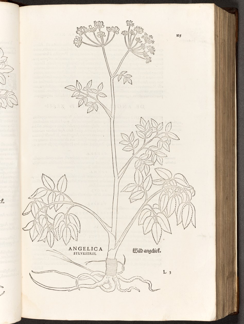 BT3.267.5 S.125 Wilde Engelwurz, Illustration aus De historia stirpium commentarii insignes von Leonhart Fuchs, 1542 von Heinrich and Meyer, Albert Fullmaurer