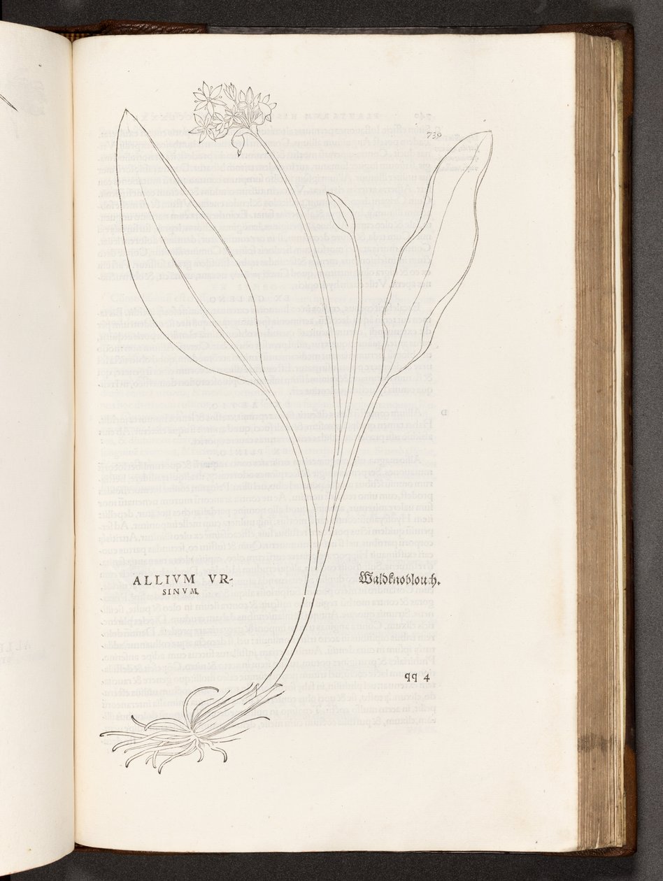 BT3.267.5 S.739 Allium, Illustration aus De historia stirpium commentarii insignes von Leonhart Fuchs, 1542 von Heinrich and Meyer, Albert Fullmaurer