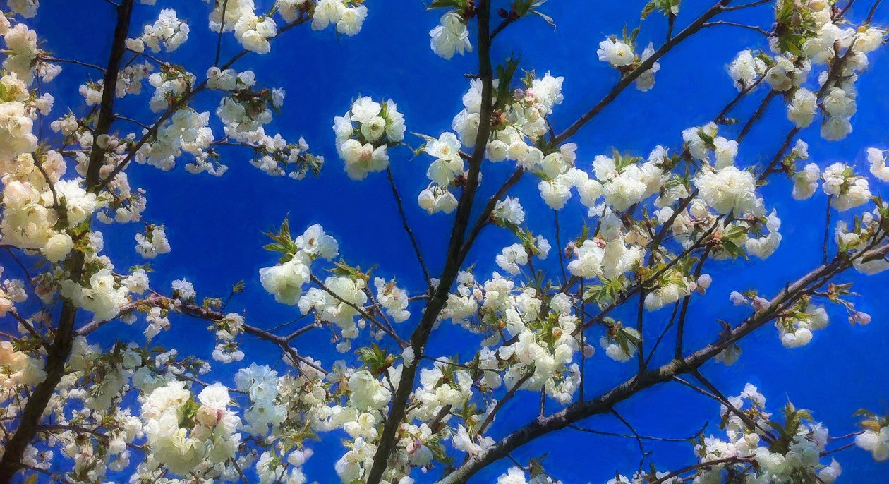Blüte auf Blau, 2018 von Helen White