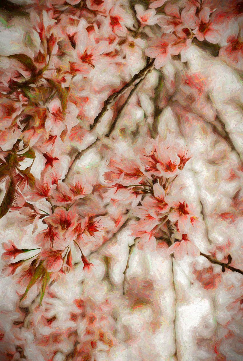 Orientalis von Helen White