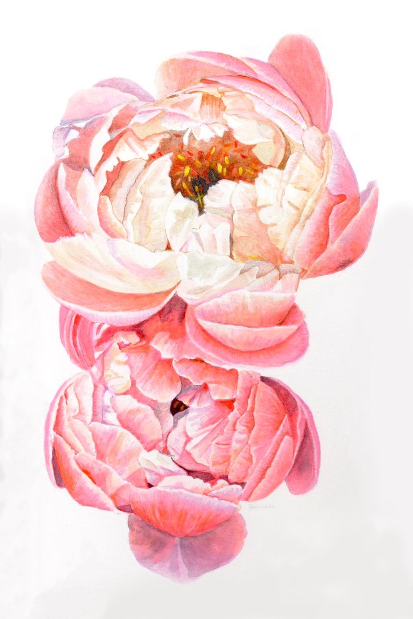 Pfingstrosen von Helen White