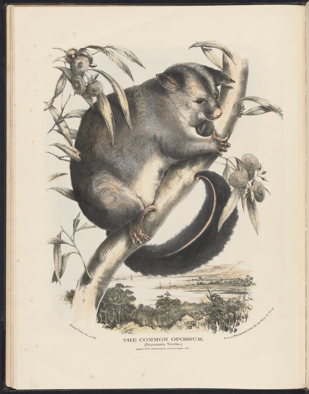 Säugetiere Australiens (Krefft) Nla.obj-33627803-9 Das Gemeine Opossum von Helena Scott