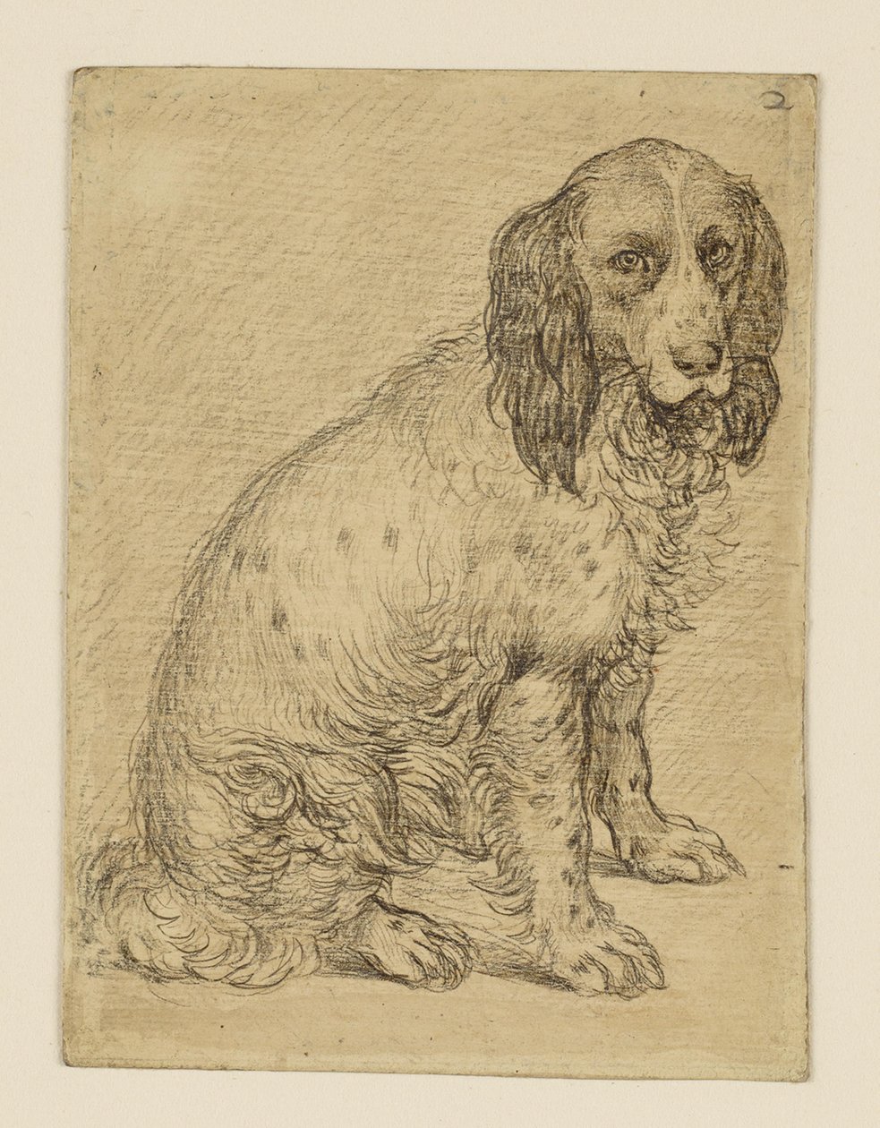 Sitzender Drentsche Patrijshond von Hendrick Goltzius