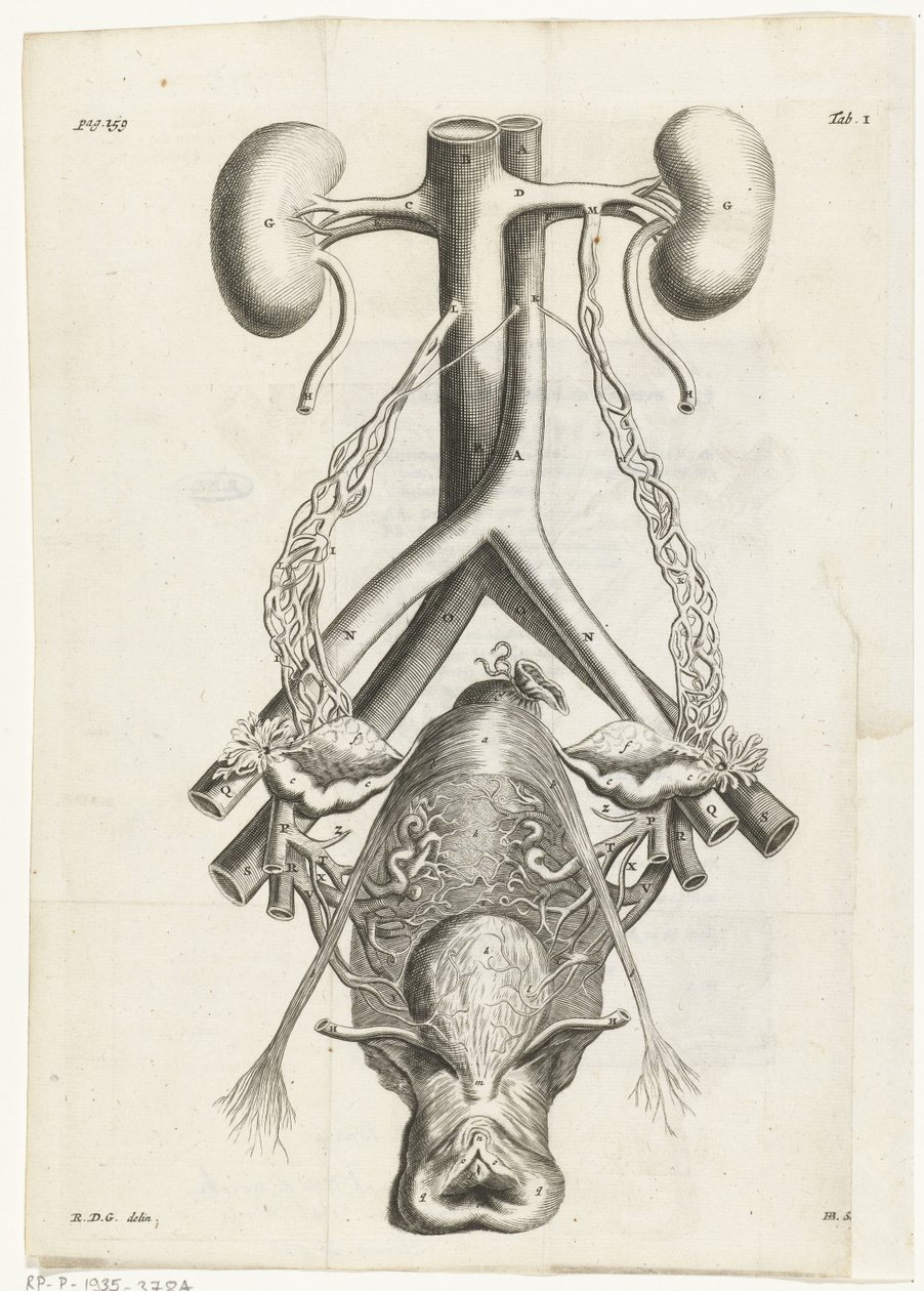 Anatomische Abbildung der weiblichen Geschlechtsorgane und der Nieren (Buchillustration) von Hendrik Bary