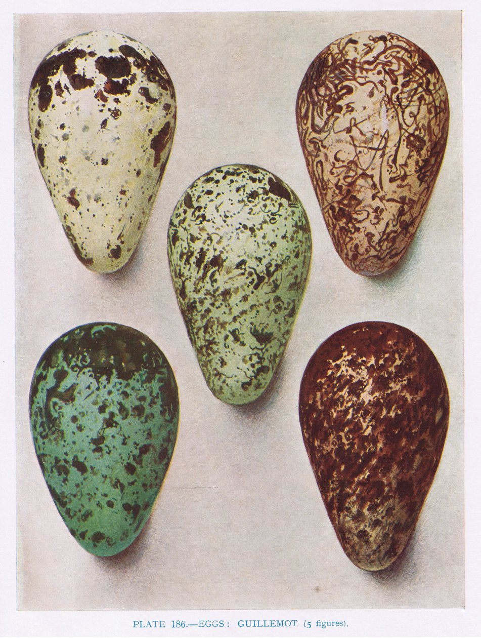 Eier: Nachtschwalbe: Wiedehopf: usw., Illustration aus 