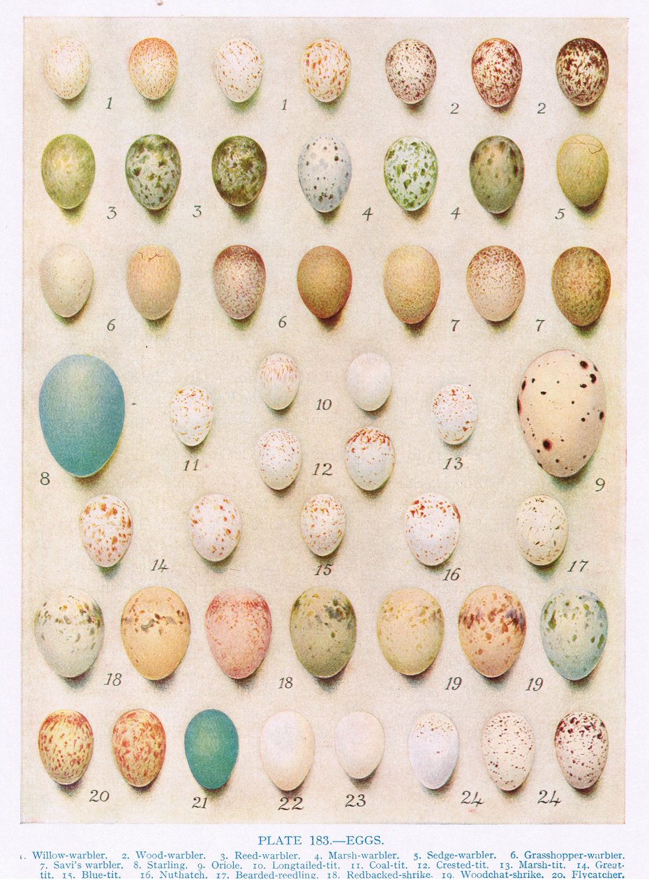 Eier: Baumläufer: Zaunkönig: usw., Illustration aus 
