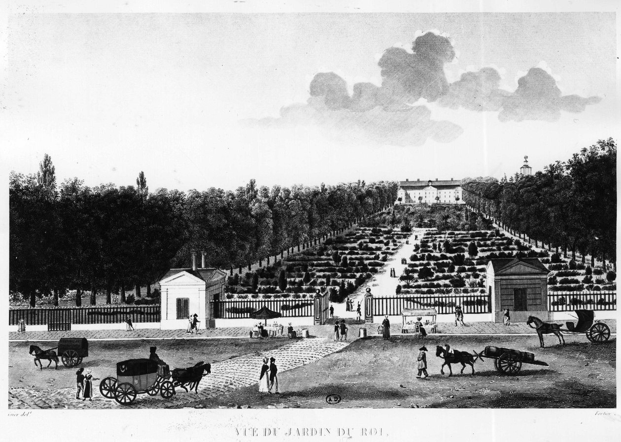 Ansicht des Königsgartens: der Jardin des Plantes in Paris - Gravur von Courvoisier von Henri Courvoisier Voisin