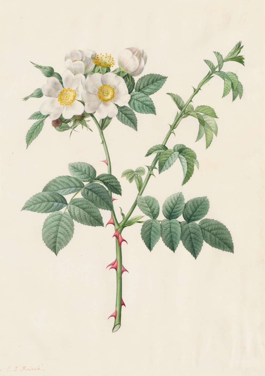 Heckenrose oder Hundsrose Rosa Leucantha, 1817-1824 von Pierre Joseph Redouté
