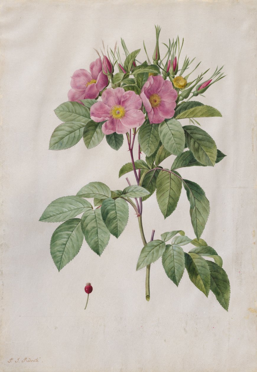 Weiderose Rosa Carolina Corymbosa von Pierre Joseph Redouté