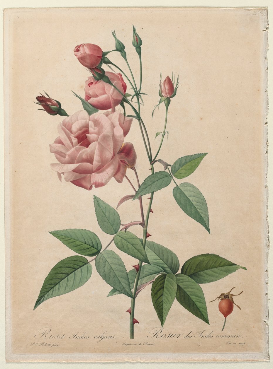 Die Rosen: China- oder Bengalrose, 1817-1824 von Pierre Joseph Redouté