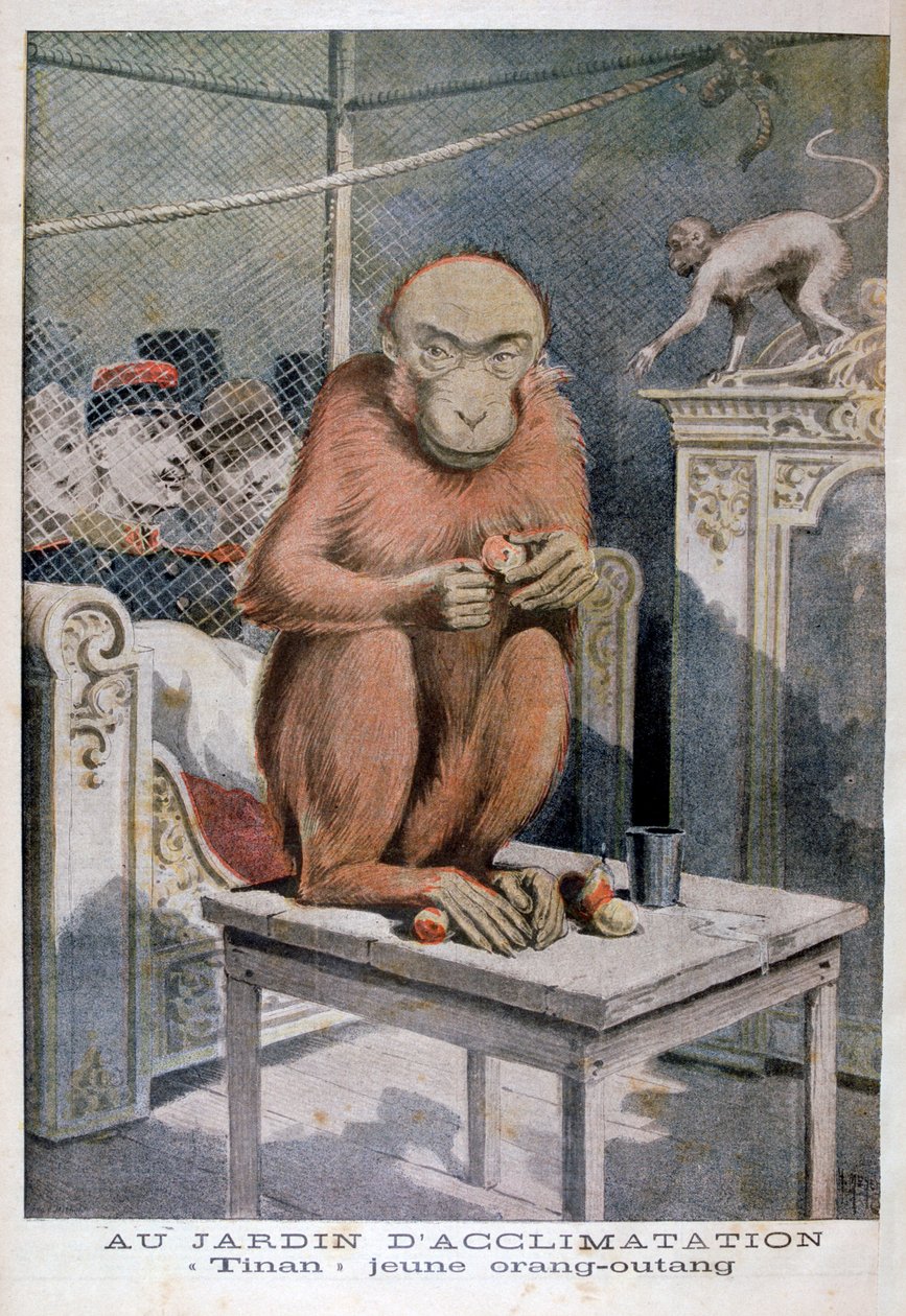 Tinan der Orang-Utan, 1896 von Henri Meyer