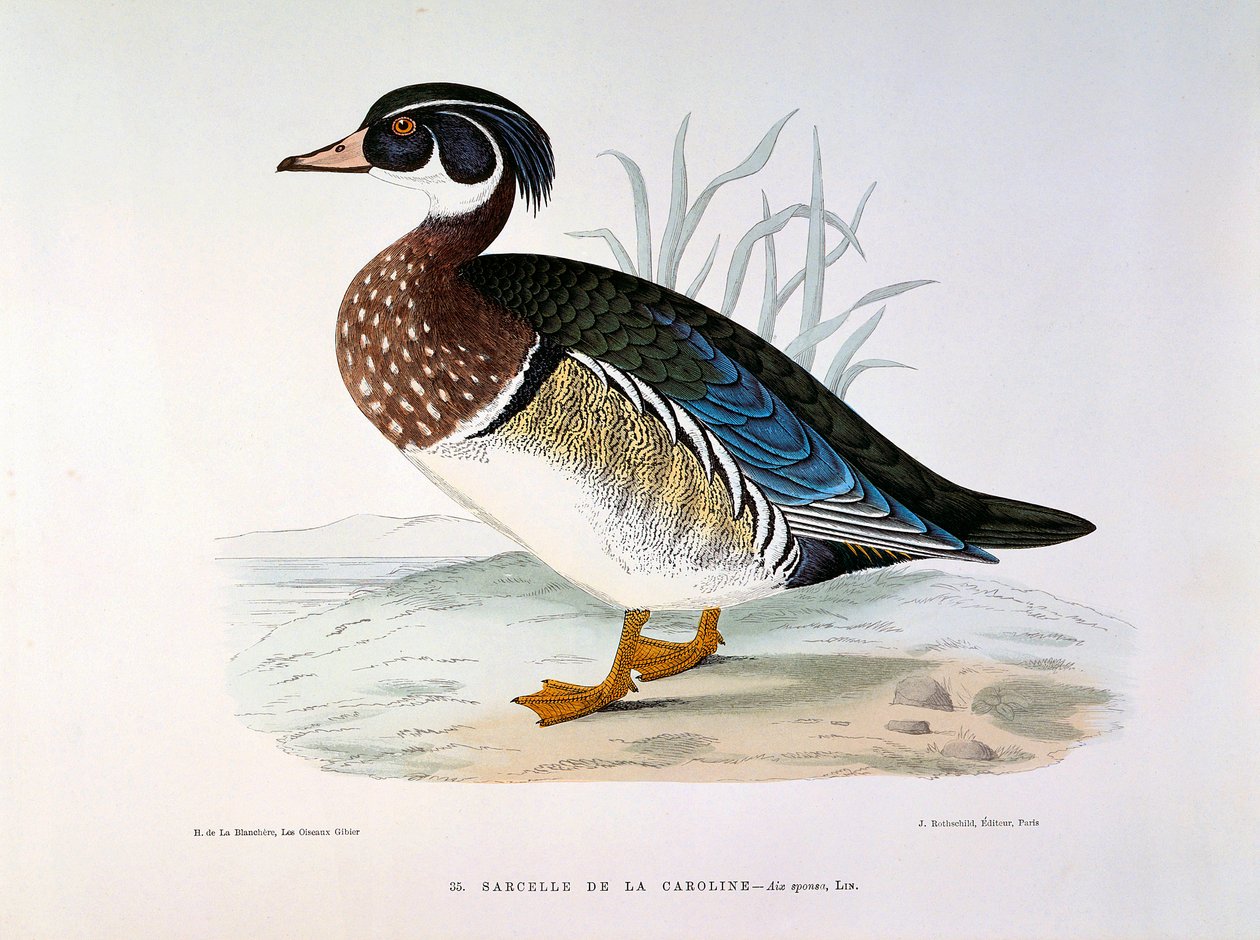 Darstellung einer Krickente von Caroline von Henri de la Blanchere