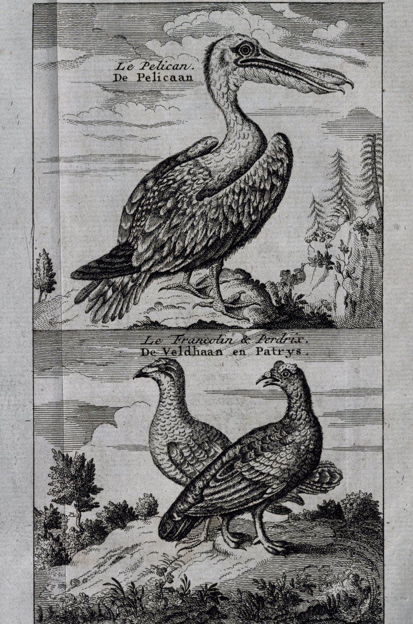 Pelikan, Haselhuhn und Rebhuhn, Gravur aus Reise nach der Hudson Bay von Henry Ellis