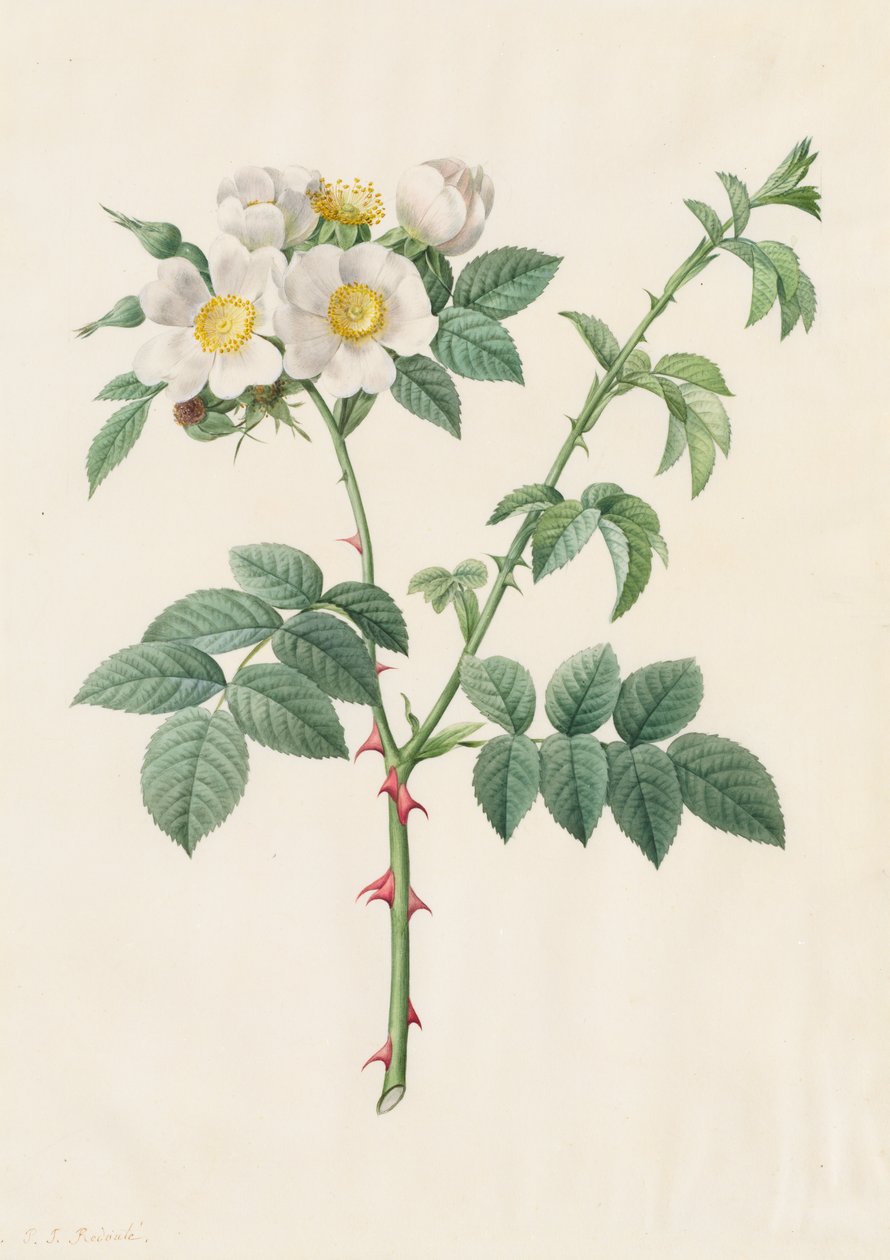 Heckenrose oder Hundsrose (Rosa Leucantha) von Henry Joseph Redouté