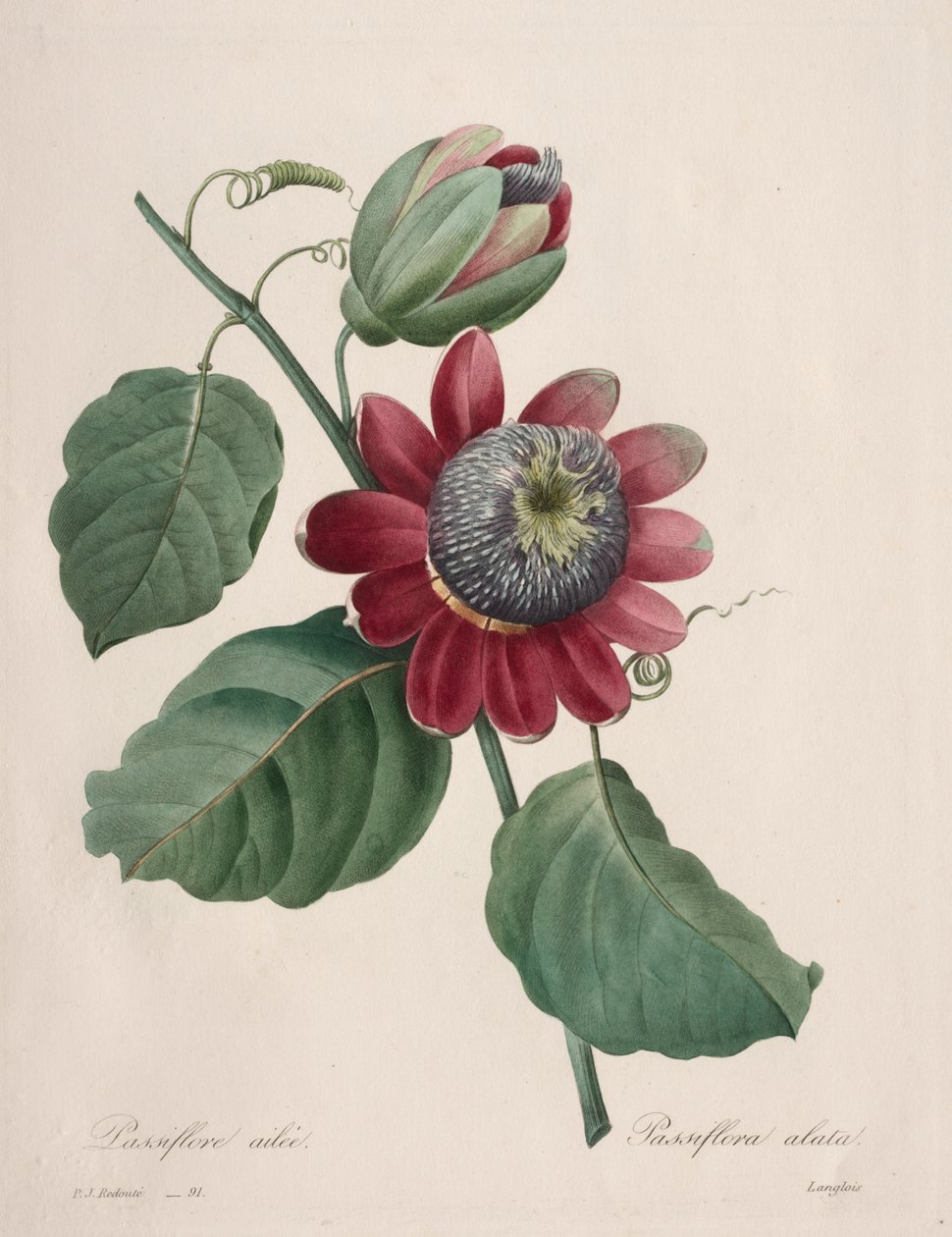 Auswahl der schönsten Blumen...schönste Früchte: Geflügelte Passionsblume von Henry Joseph Redouté