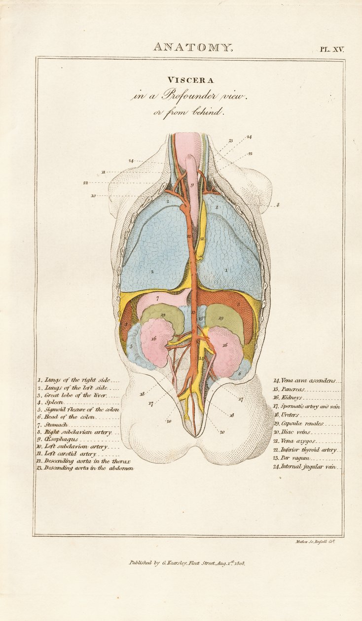 Menschliche Eingeweide in Rückansicht von Henry Mutlow