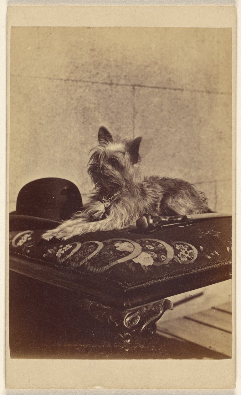 Hund auf einem Ottoman, neben einem Melonenhut und Spazierstock von Henry Pointer