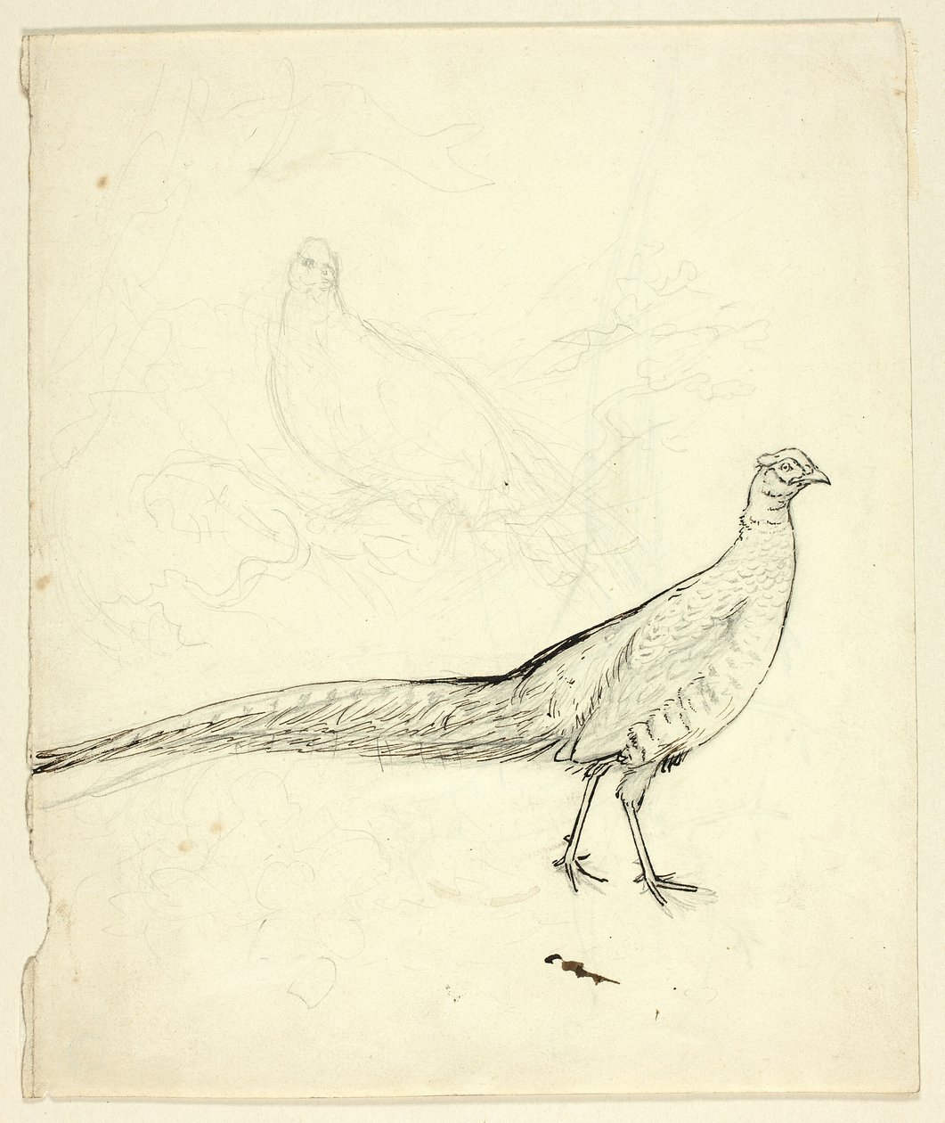 Zwei Skizzen eines Fasans (recto); Skizze von Fasanen und weiblichem Akt (verso) von Henry Stacy Marks