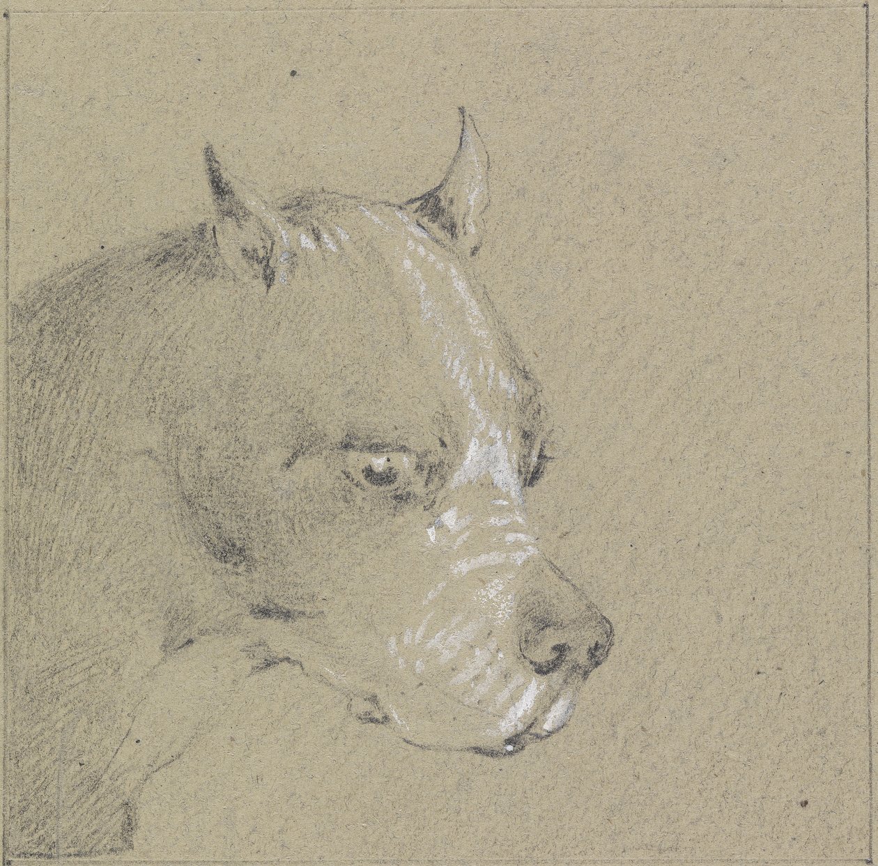 Kopf und Schultern eines Boxerhundes (Graphit mit Weiß auf Papier) von Henry Thomas Alken