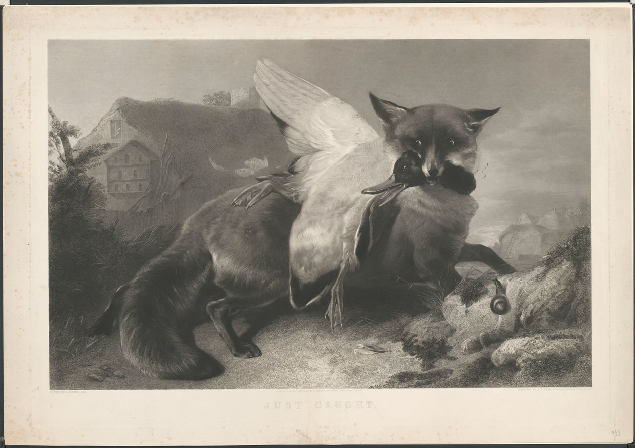 Gerade gefangen: ein Fuchs hat eine Ente geraubt. Nach R. Ausdell. Mit Adresse von Gambart von Henry Thomas Ryall