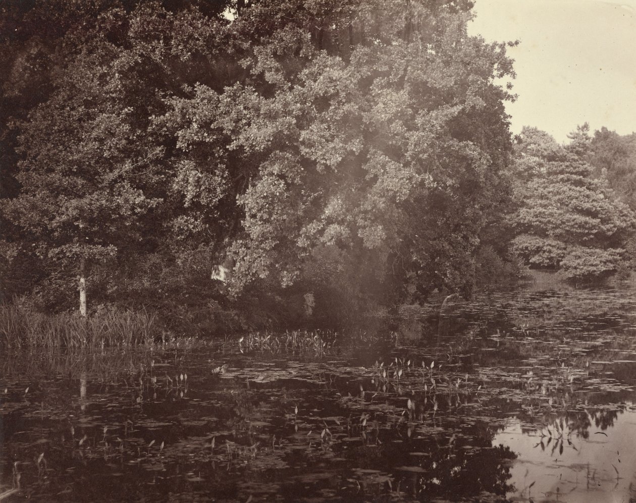 Teich im Park, Surrey von Henry White