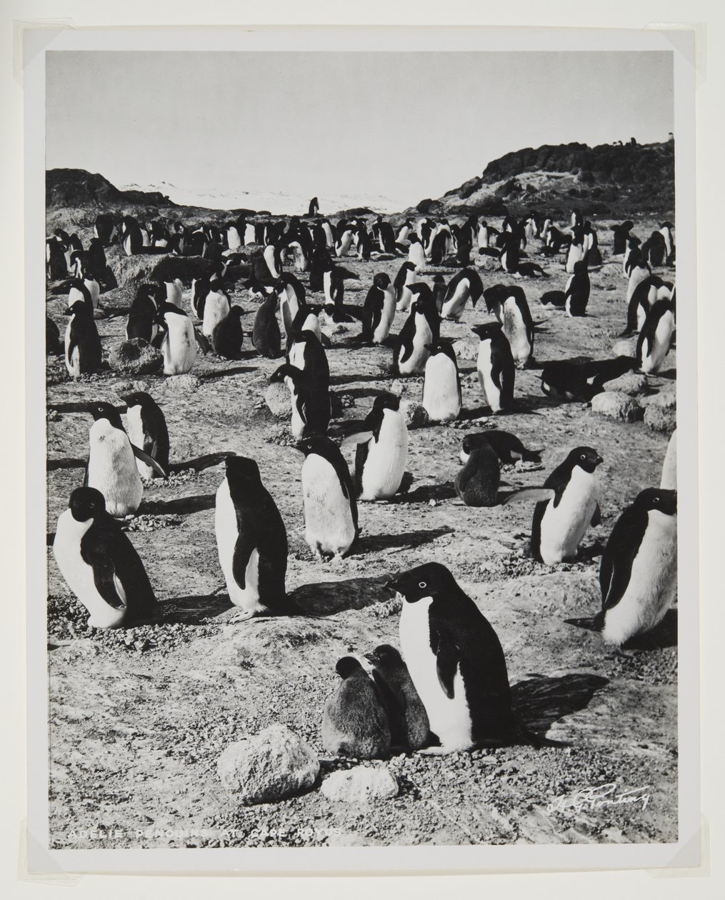 Adeliepinguine am Kap Royds von Herbert Ponting