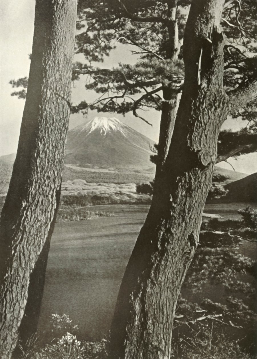 Fuji durch die Kiefern des Lake Motosu, 1910 von Herbert Ponting