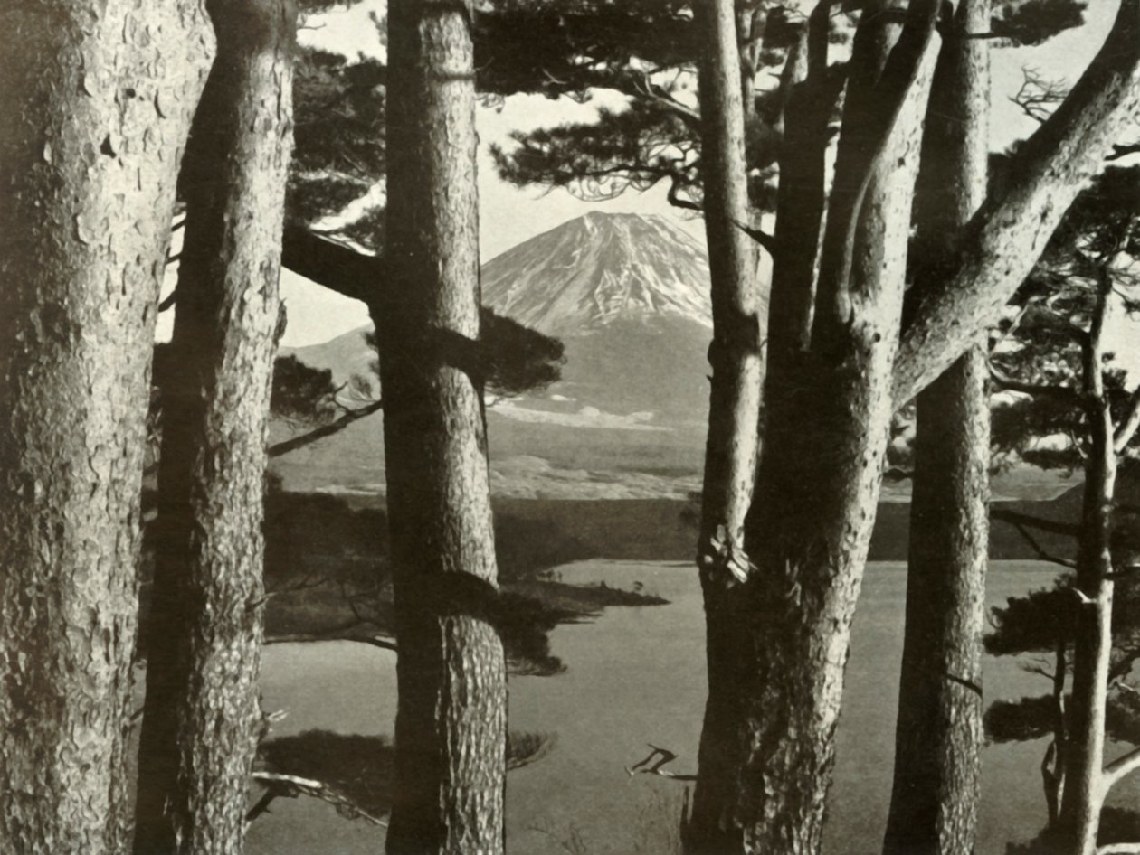 Fuji und die Kiefern, 1910 von Herbert Ponting