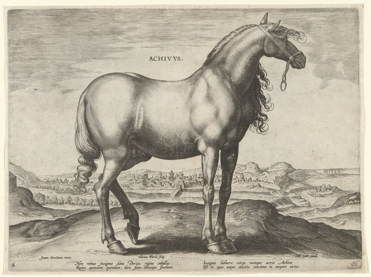 Pferd aus Griechenland (Achivus)
Pferderassen aus den königlichen Ställen von Don Juan von Österreich (Serientitel) von Hieronymus Wierix