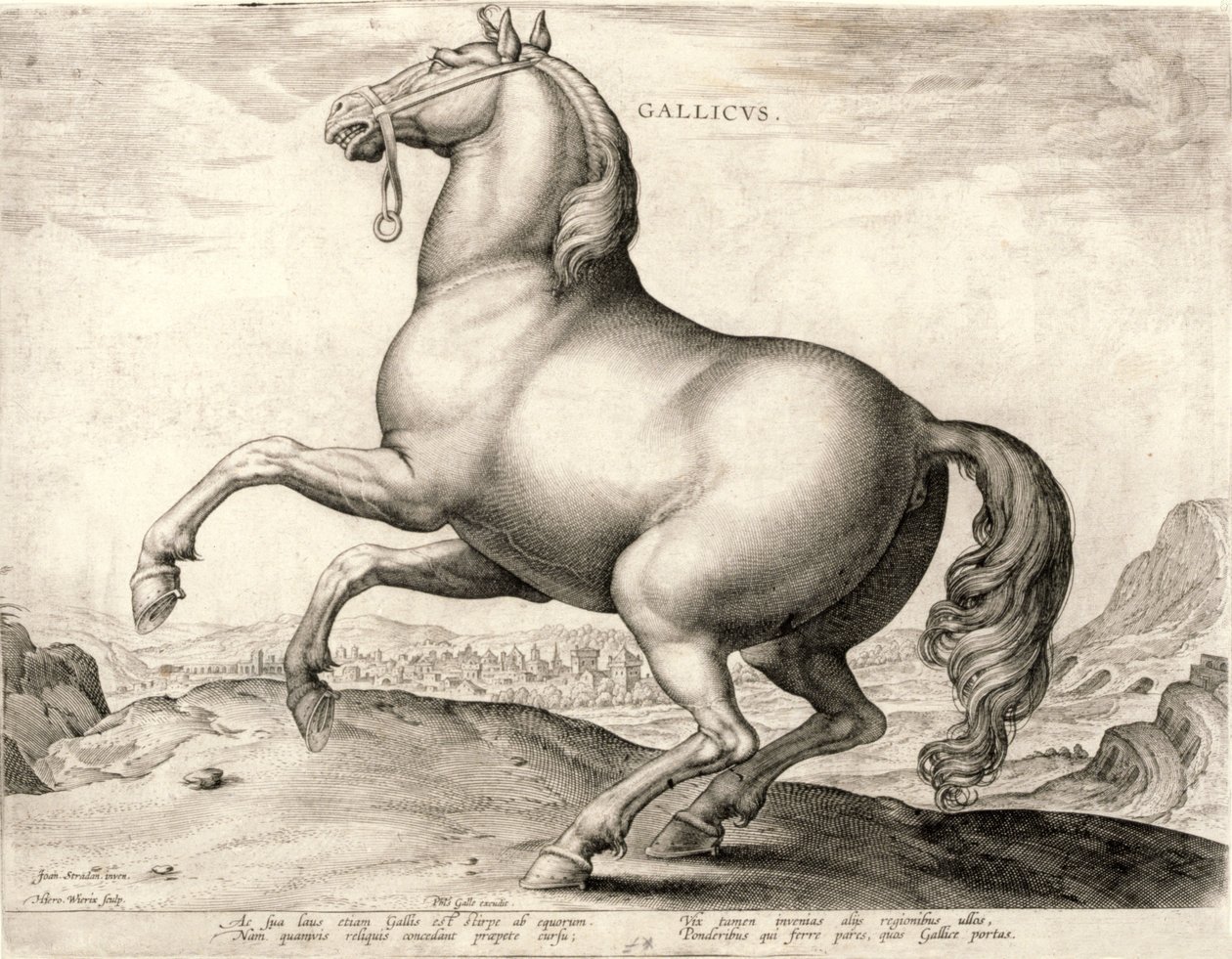 Gallicus aus der Serie Pferde aus dem Stall von Don Juan von Österreich von Hieronymus or Jerome Wierix