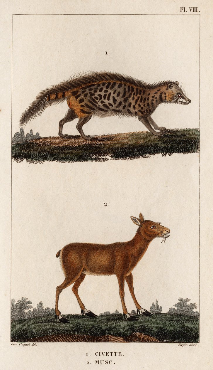 Zibet und Moschus. „Fauna der Ärzte oder Geschichte der Tiere und ihrer Produkte von Hippolyte Cloquet“ - Band 6 - 1825 von Hippolyte Cloquet