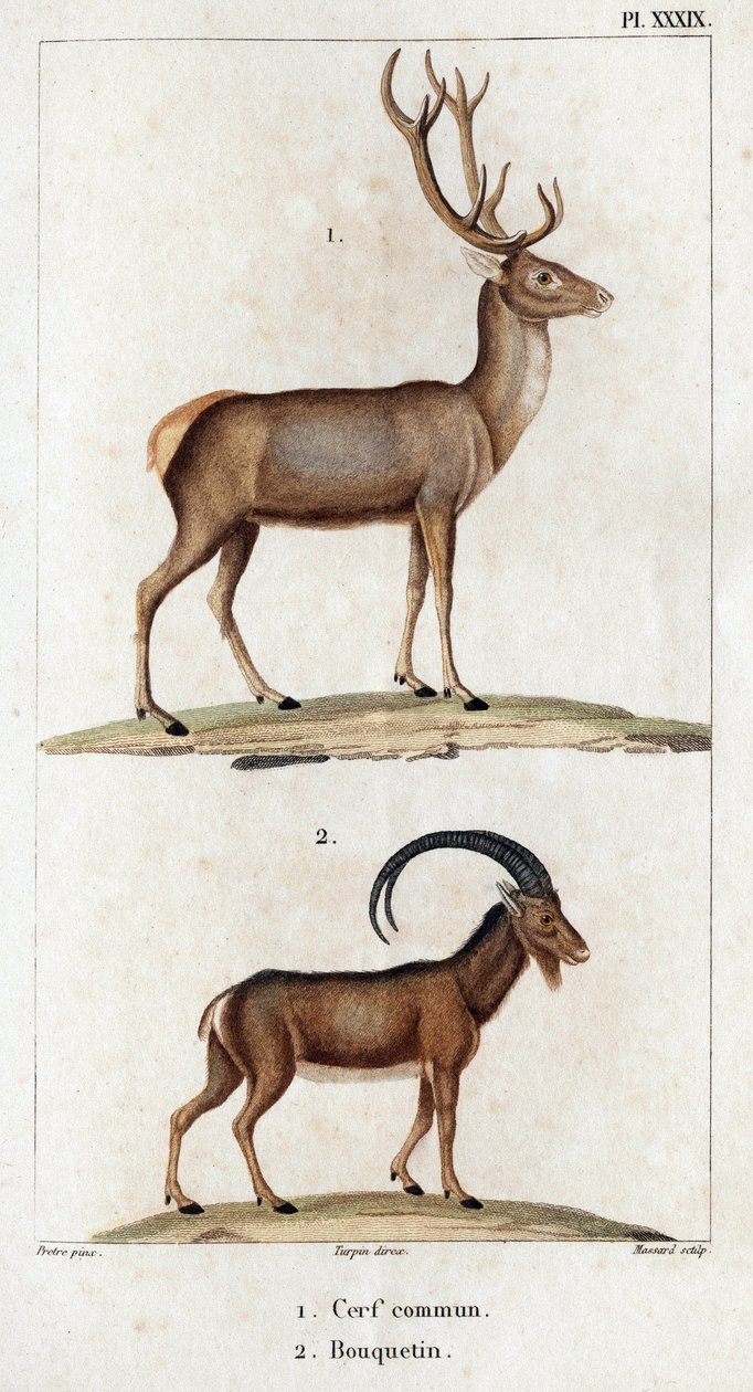 Gemeiner Hirsch und Steinbock. aus „Fauna der Ärzte oder Geschichte der Tiere und ihrer Produkte von Hippolyte Cloquet“ - Band 6 - 1825 von Hippolyte Cloquet