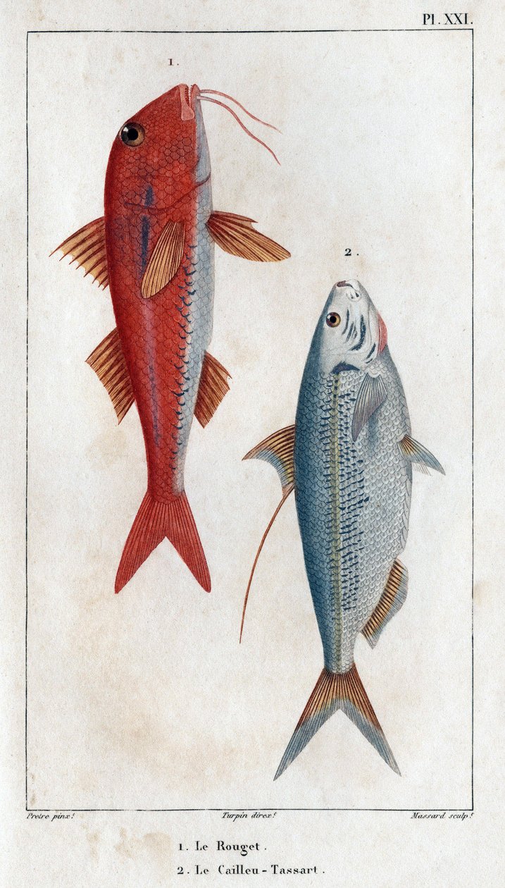 Le Rouget und der Caillou-Tassart (Caillou Tassart). In „Fauna der Ärzte oder Geschichte der Tiere und ihrer Produkte von Hippolyte Cloquet“ - Band 6 - 1825 von Hippolyte Cloquet