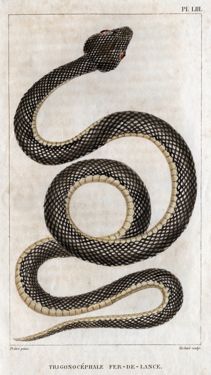Darstellung des Trigonocephale - Speerspitze: Reptil. Tafel aus Fauna der Ärzte oder Geschichte der Tiere und ihrer Produkte von Hippolyte Cloquet
