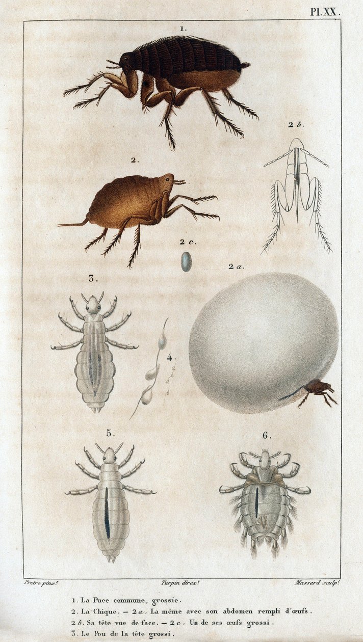 Die Gemeine Laus, der Floh. „Fauna der Ärzte oder Geschichte der Tiere und ihrer Produkte von Hippolyte Cloquet“ - Band 6 - 1825 von Hippolyte Cloquet