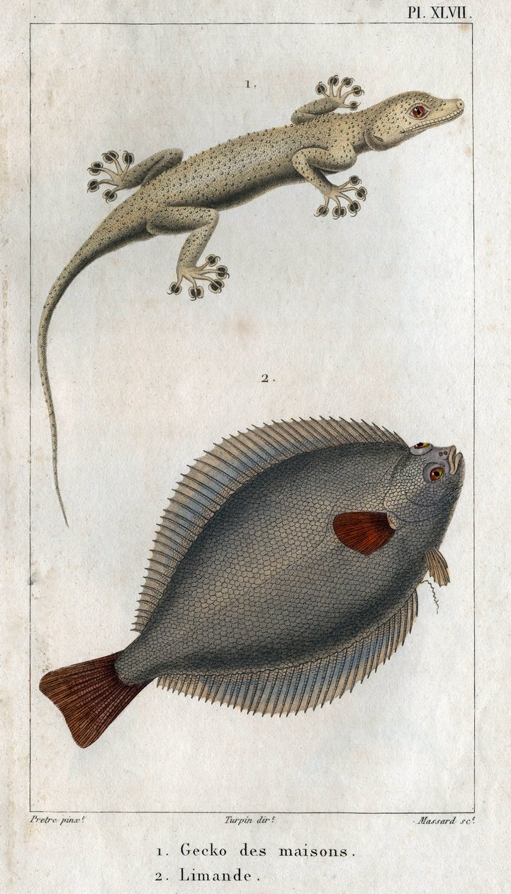 Der Hausgecko und die Limande. Tafel aus „Fauna der Physik oder Geschichte der Tiere und ihrer Produkte“ von Hippolyte Cloquet von Hippolyte Cloquet