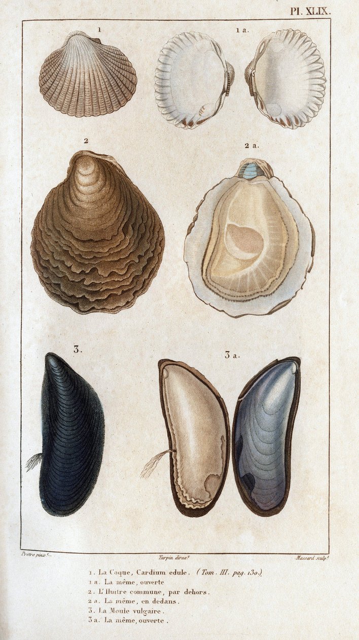 Die Hülle, die gleiche offen, die gemeine Auster, die gleiche offen, die vulgäre Muschel, die gleiche offen. Fauna der Ärzte oder Geschichte der Tiere und ihrer Produkte von Hippolyte Cloquet von Hippolyte Cloquet