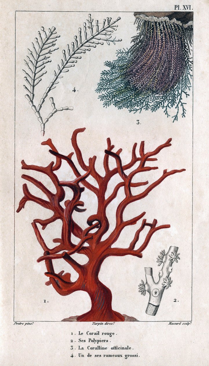Der rote Koralle, seine Polypen, die Coralline officinale, ein grober Zweig. aus „Fauna der Docks oder Geschichte der Tiere und ihrer Produkte von Hippolyte Cloquet“ - Band 6 - 1825 von Hippolyte Cloquet